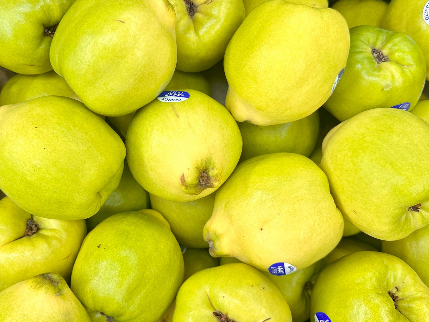 🟦 Fresh Chile Quince (1 Pound) (Beh Tazeh)