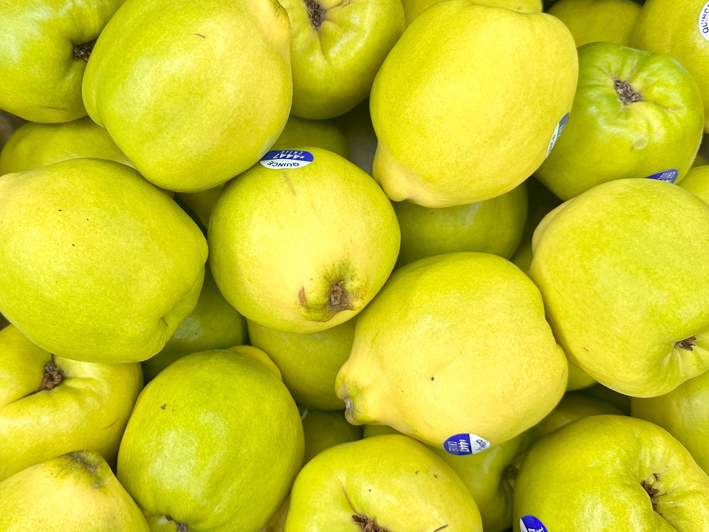 🟦 Fresh Chile Quince (1 Pound) (Beh Tazeh)