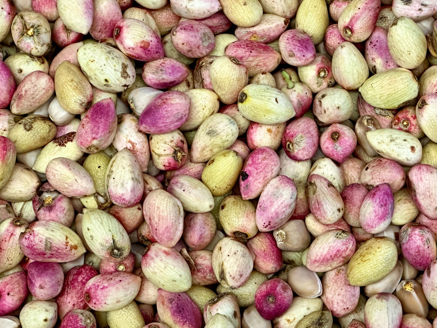 🟦 Fresh Raw California Pistachio - With Shell & Skin - 2 Pounds (Pesteh Tazeh)