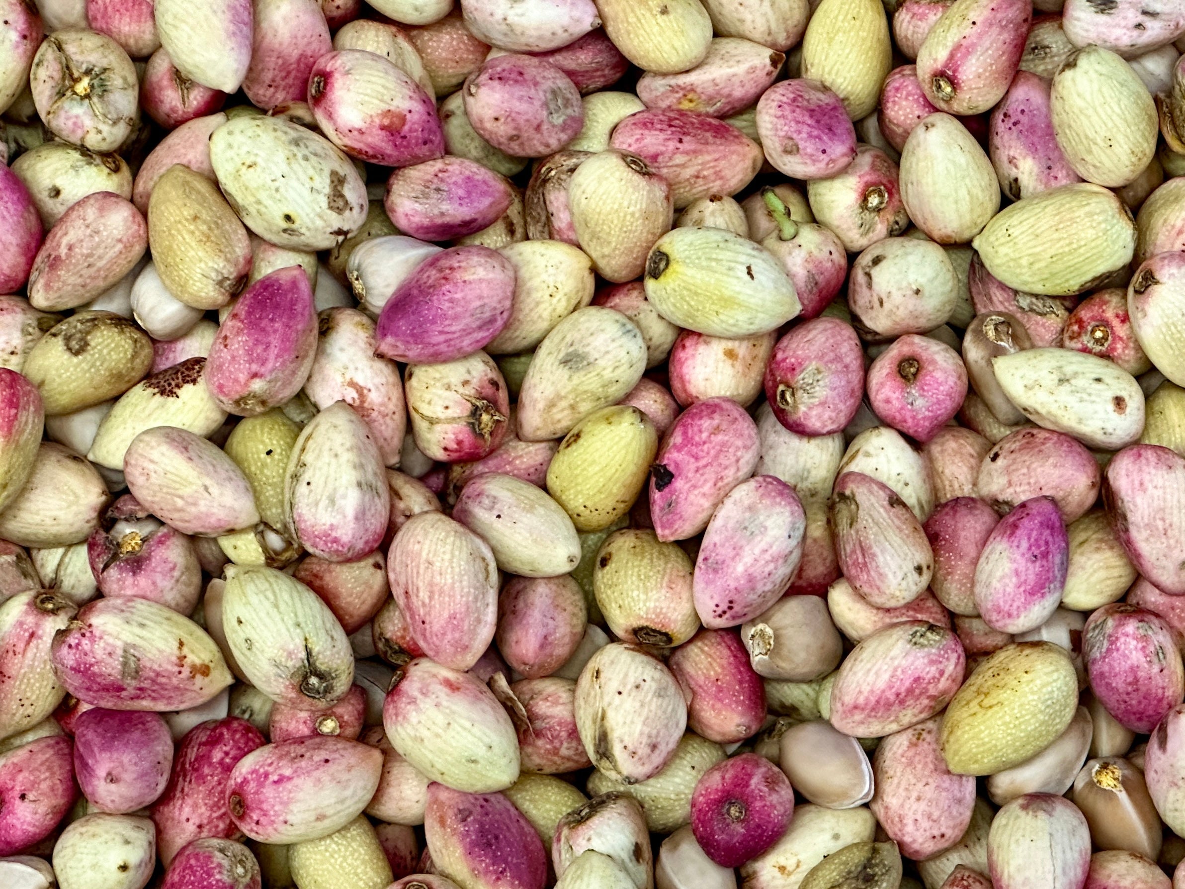 🟦 Fresh Raw California Pistachio - With Shell & Skin - 2 Pounds (Pesteh Tazeh)
