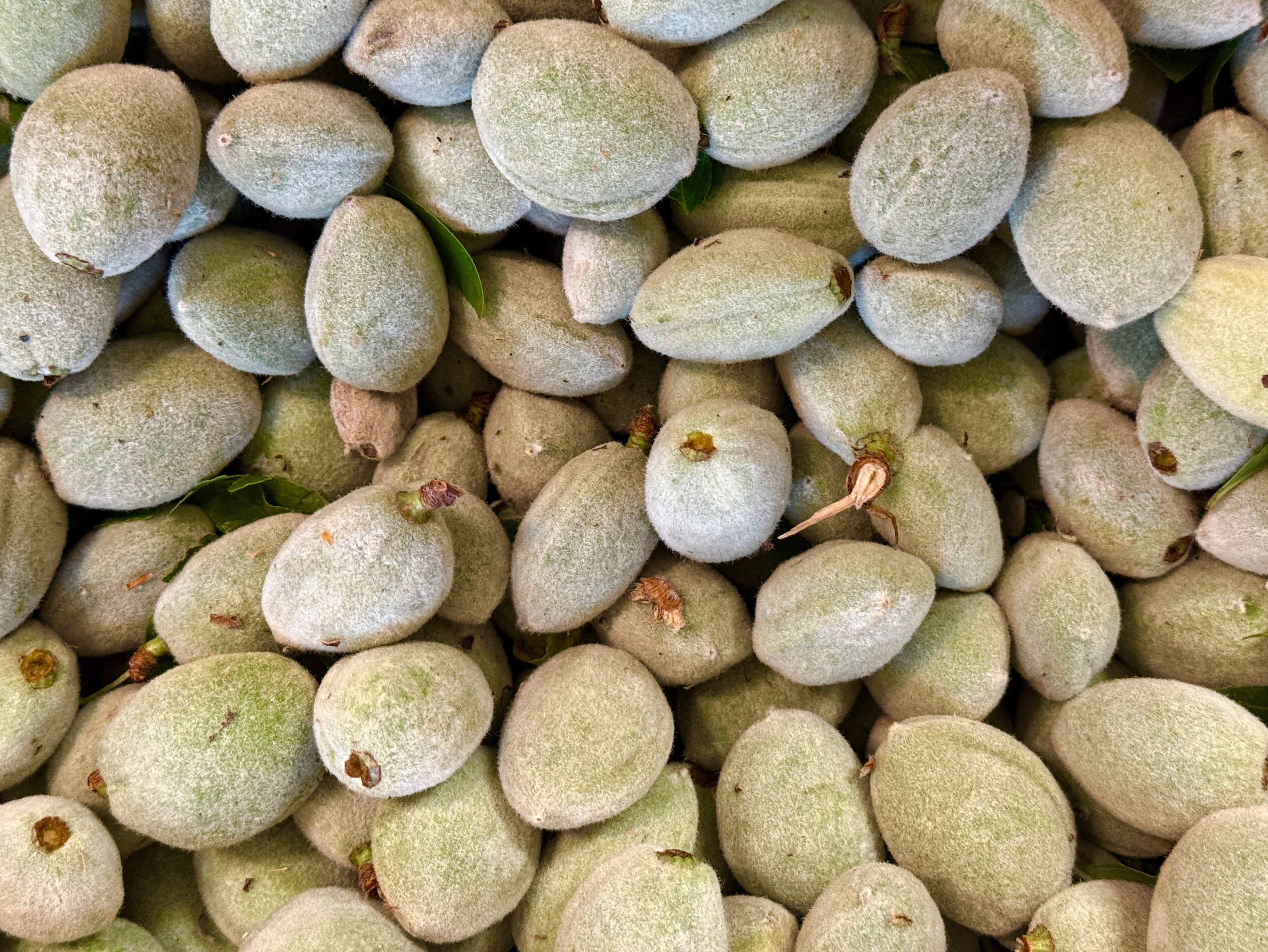 🟦 Fresh Hard Large California Green Raw Almonds - 2 Pounds (Chaghale Badoom, Chaghaleh Badam)