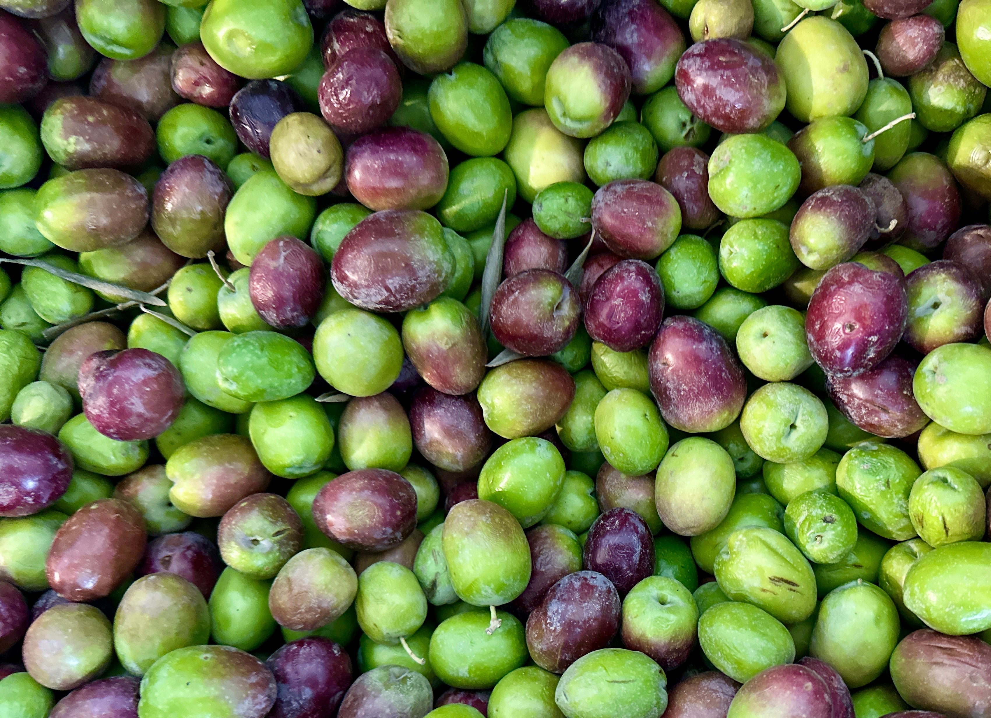🟦 Fresh Raw Green Olives - Fresh, Raw - 1 Pound (Zeytoon Tazeh)