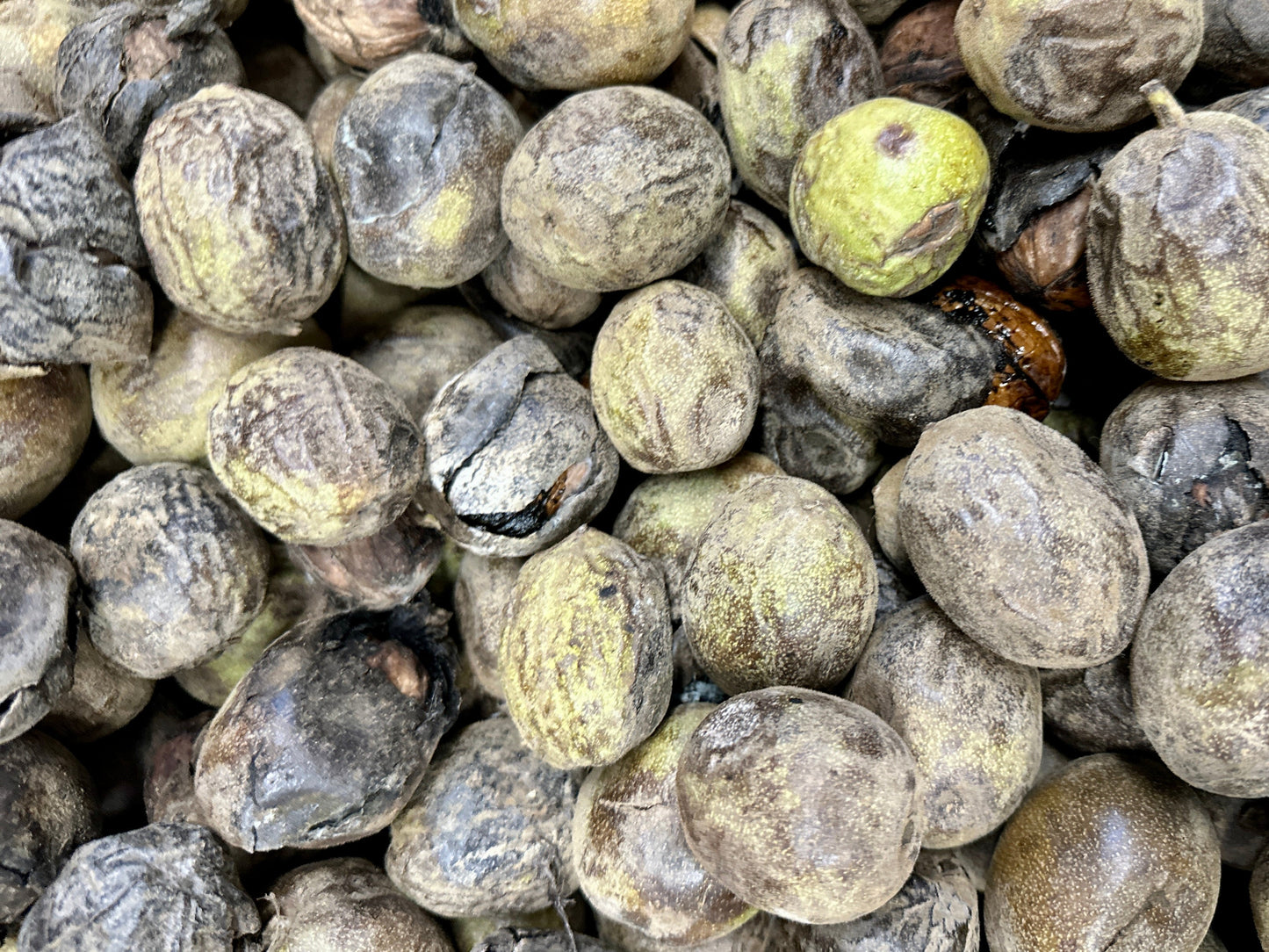 Fresh California Raw Walnut - With Shell & Skin - 1 Pound (Gerdoo Tazeh)