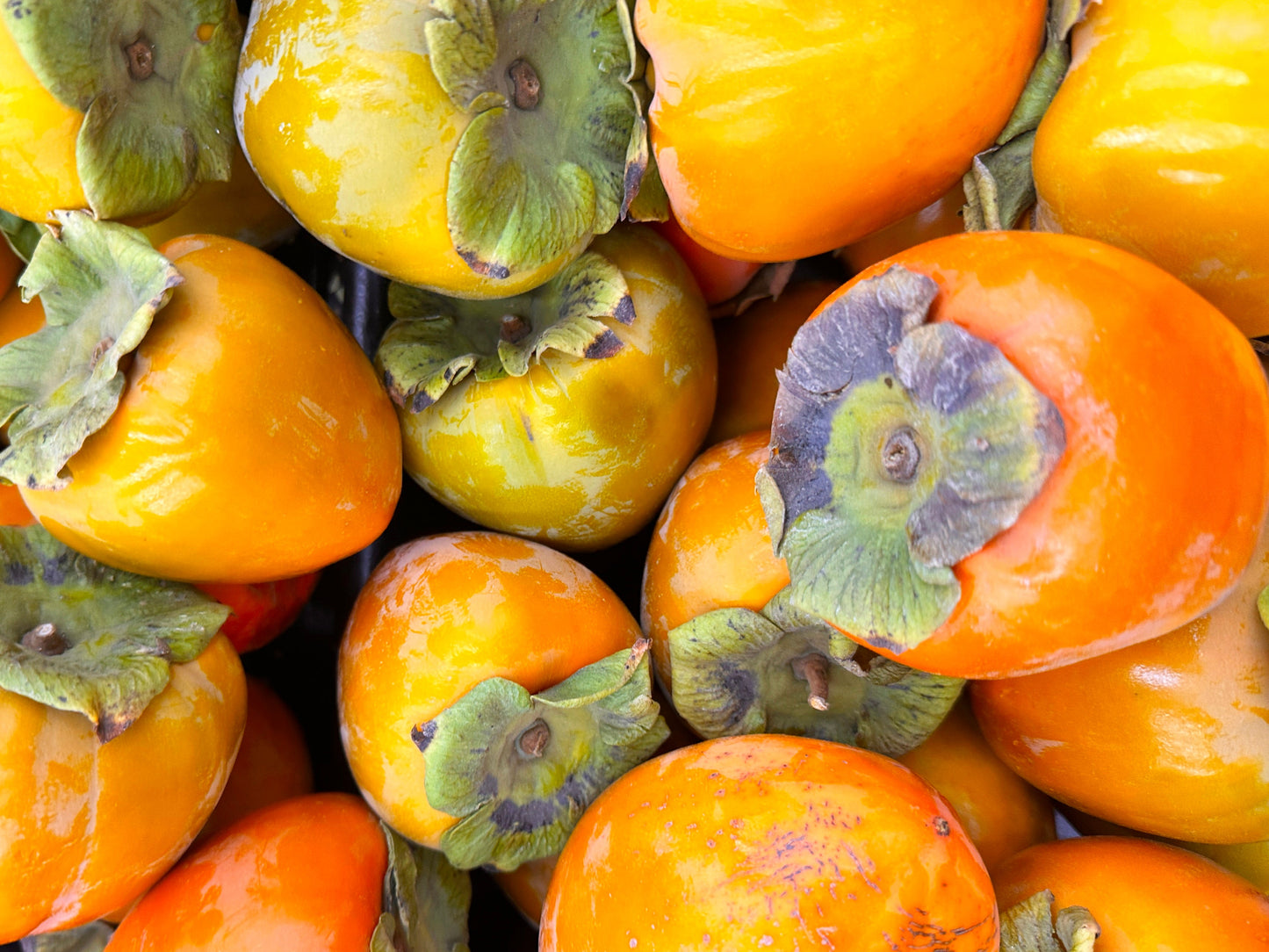 Fresh Hachiva Persimmon - 1 Pound (Khormaloo)
