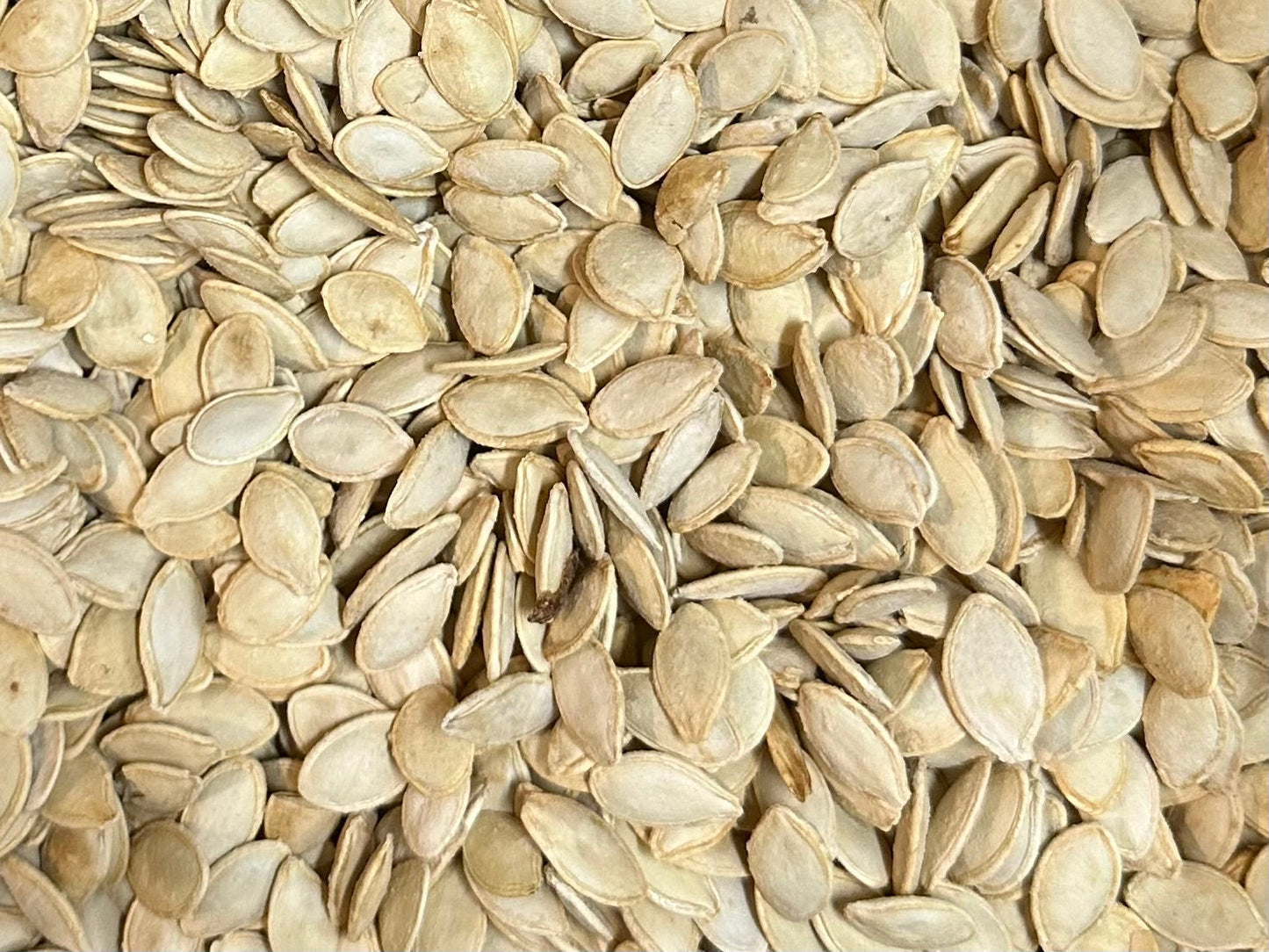 Salted Pumpkin Seeds Imported (Medium Size) - 1 Pound (Tokhmeh Kadoo)