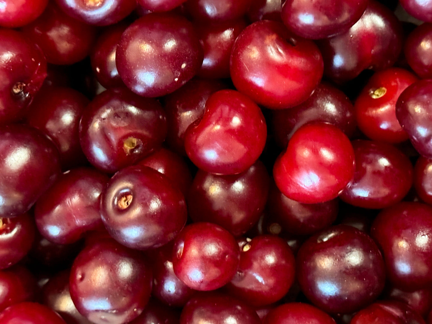 🟦 Fresh Cleaned Sour Cherries (No Stem-No Leaves) - 1 Pound (Albaloo-Albalu)