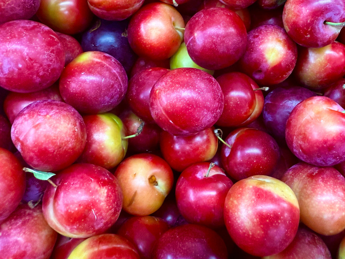 🟦 Fresh Cherry Plum - 1 Pound (Alu Bukhara)