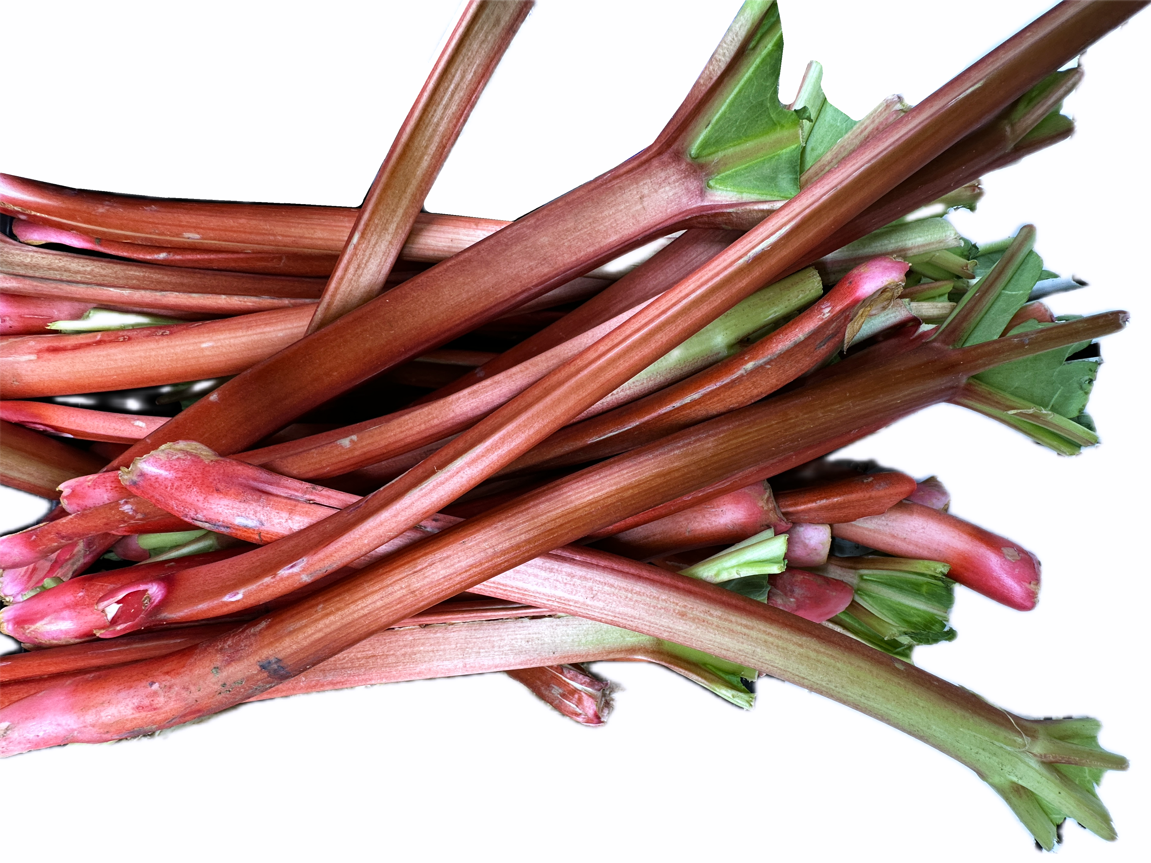 🟦 Fresh Rhubarb (1 Pound) (Rivas - Revas)