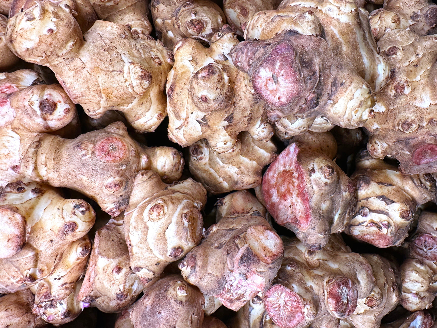 Fresh Sunchoke (1 Pound) - Yaralmasi (Sib Zamini Torsh)