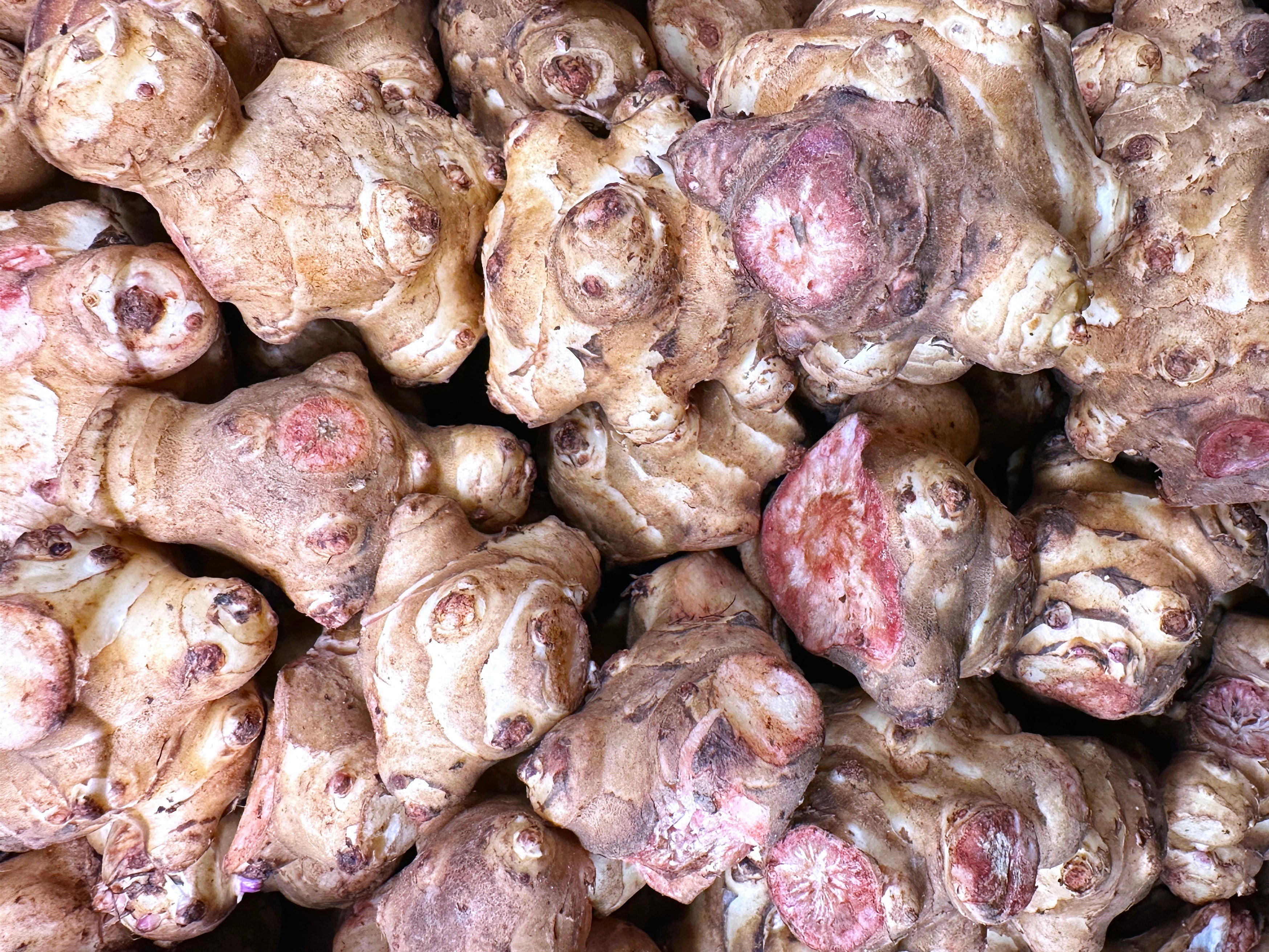 Fresh Sunchoke (1 Pound) - Yaralmasi (Sib Zamini Torsh)