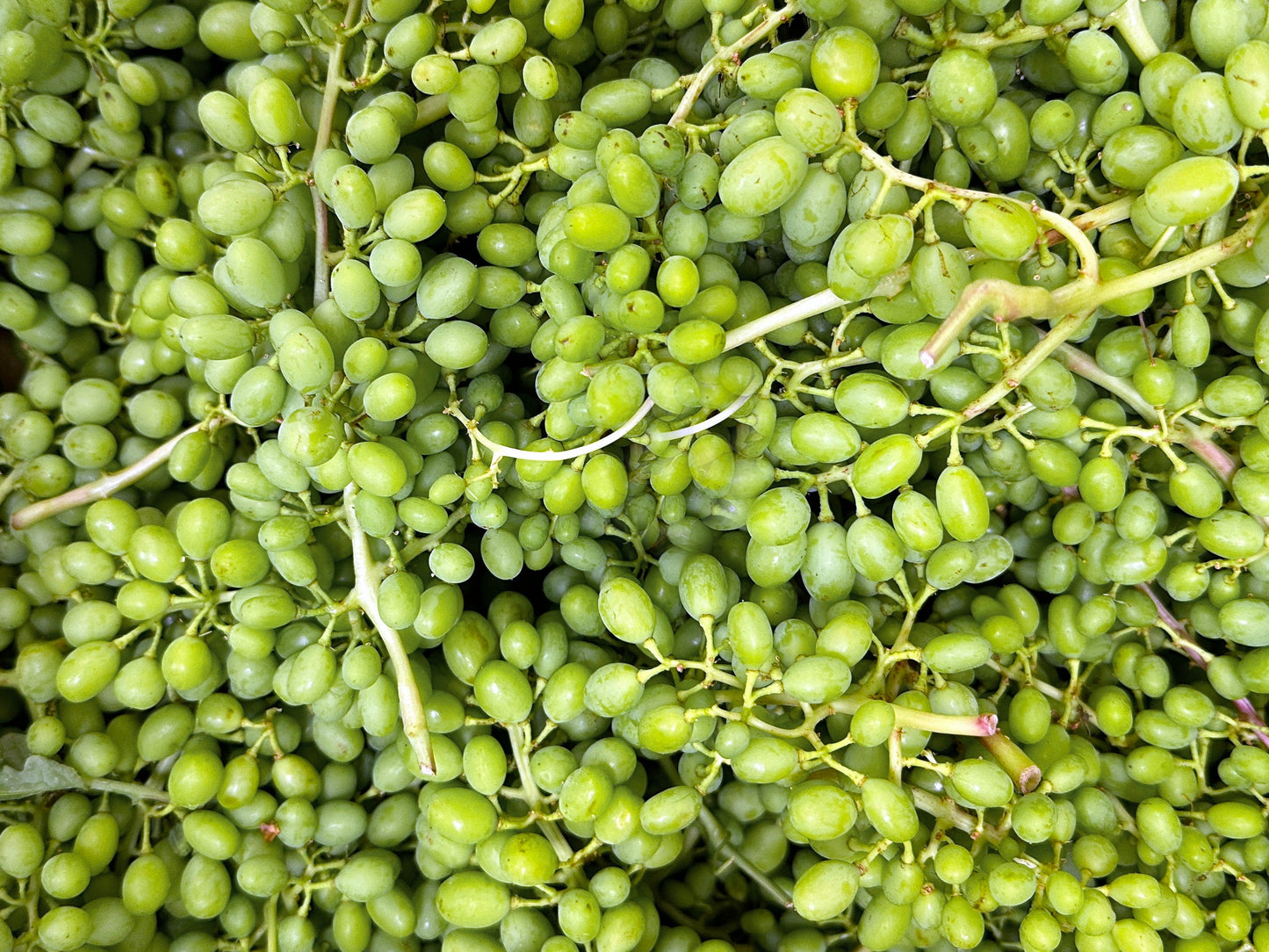 🟦 Fresh Sour Grapes - 1 Pound (Ghooreh, Ghoureh)