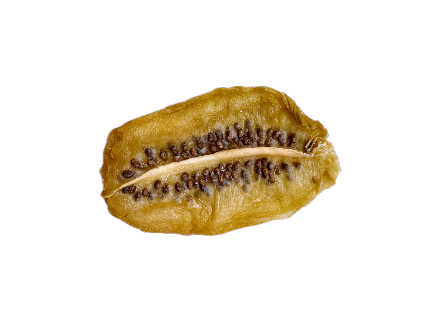 Dried Kiwi Sliced (1 Pound) - Kivi Khoshk