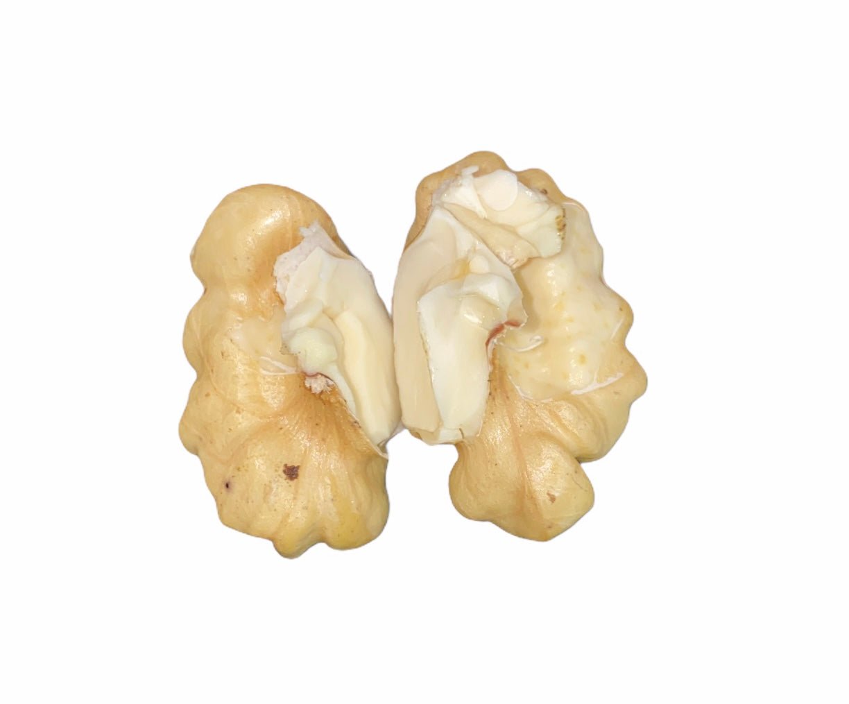 Fresh California Raw Walnut - With Shell & Skin - 1 Pound (Gerdoo Tazeh)