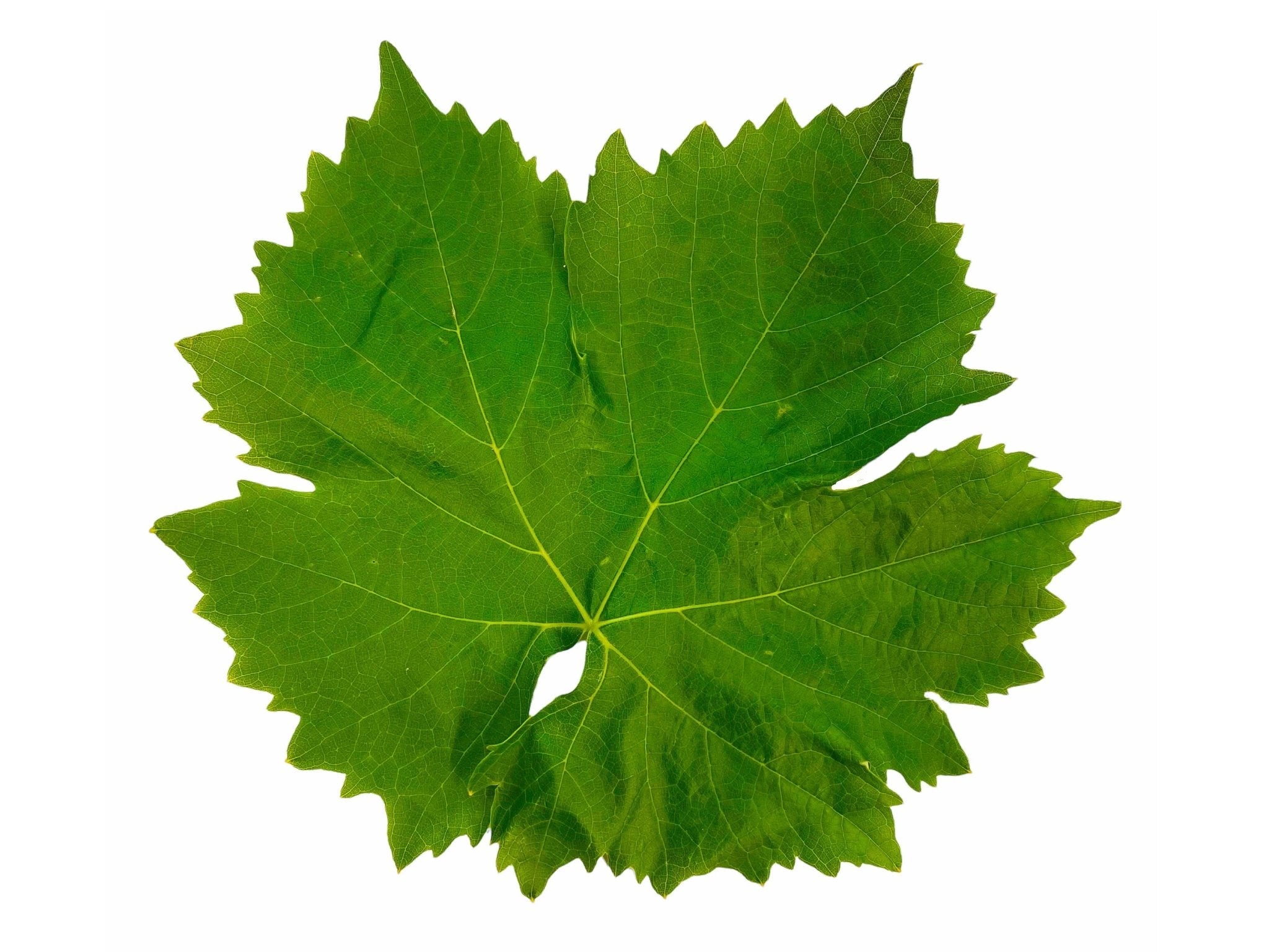 🟦 Fresh Grape Leaves - 1 Pound (Barg E Mo, Dolmeh, Dolma)