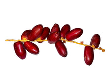 Fresh Red Date - 1 pound (Khorma kharak)