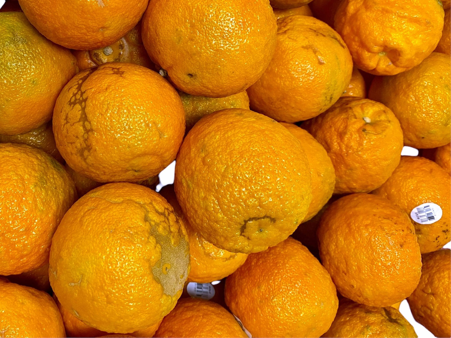 🟦 Sour Orange - Fresh - 1 Pound (Bitter orange, Seville orange, Narenj)