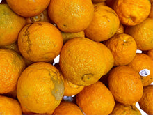 🟦 Sour Orange - Fresh - 1 Pound (Bitter orange, Seville orange, Narenj)